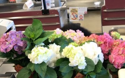 Pretty Hydrangeas and a perky cashier! #calandrosmkt #plants #perkins