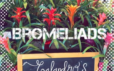 SHOP our plants! #FunFacts Bromeliads grow all year long, most bloom only once, and they…